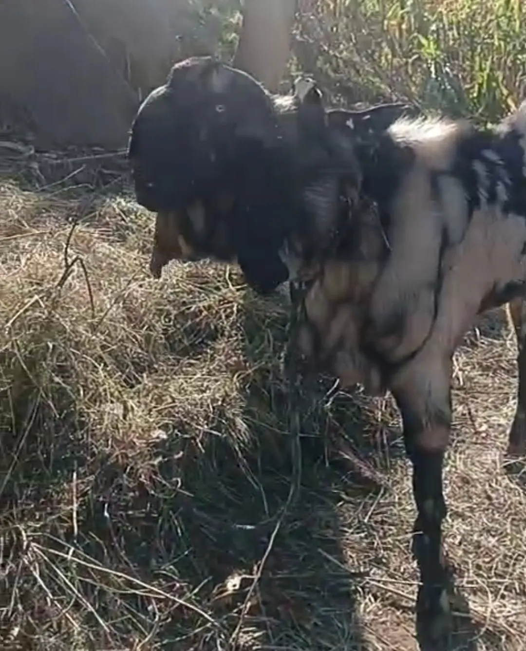 bakra image