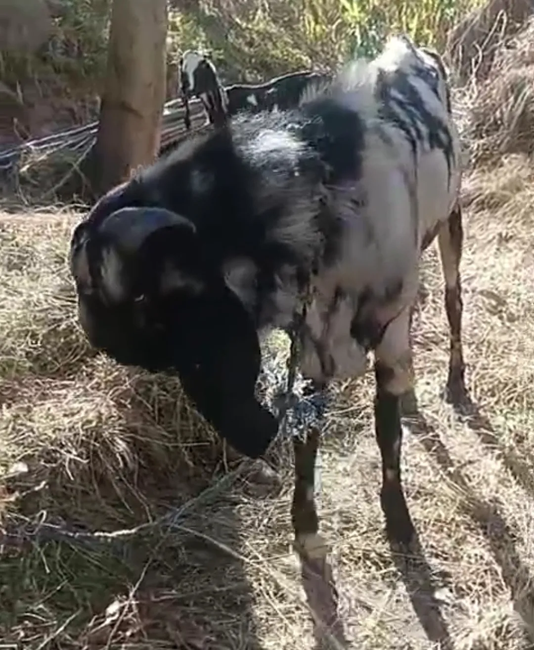bakra image