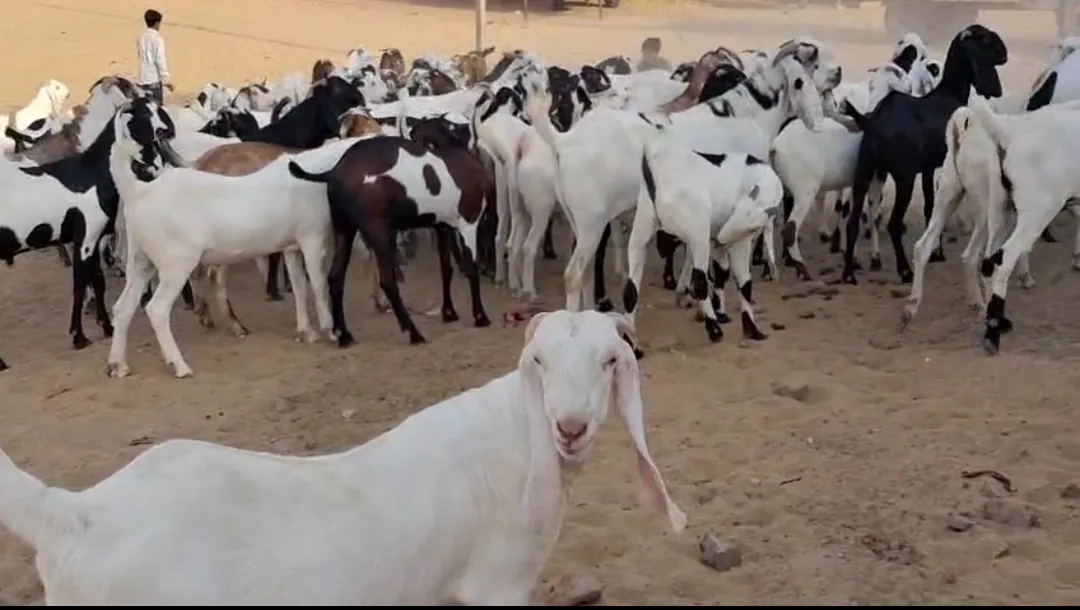 bakra image