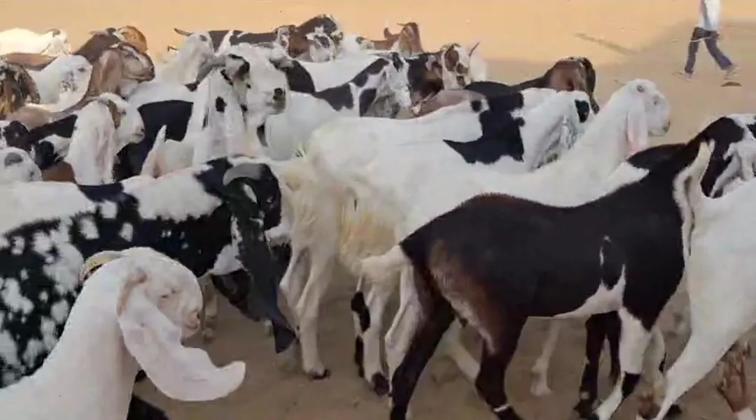 bakra image