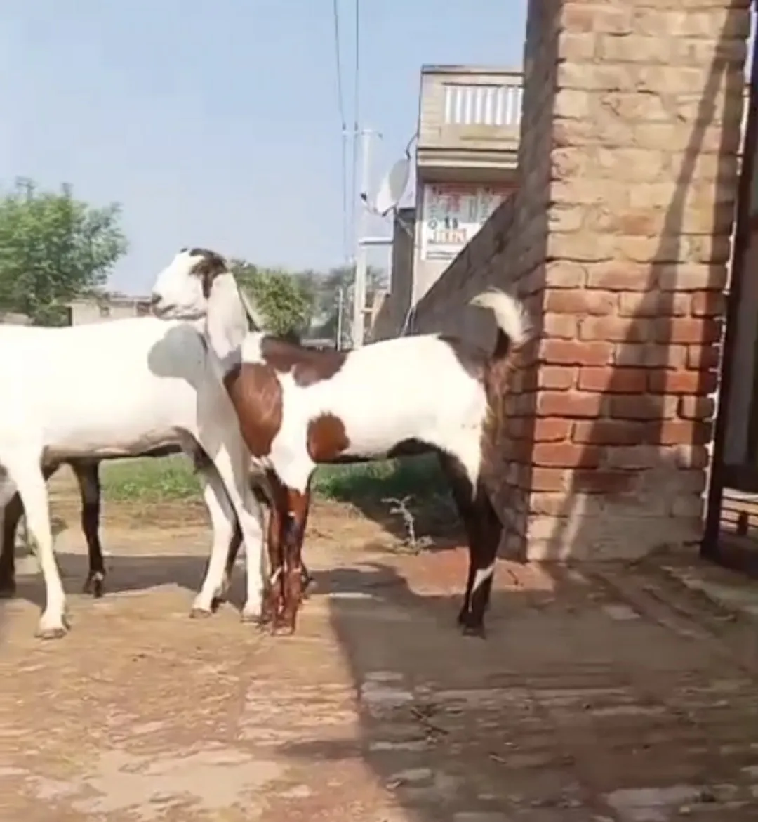 bakra image