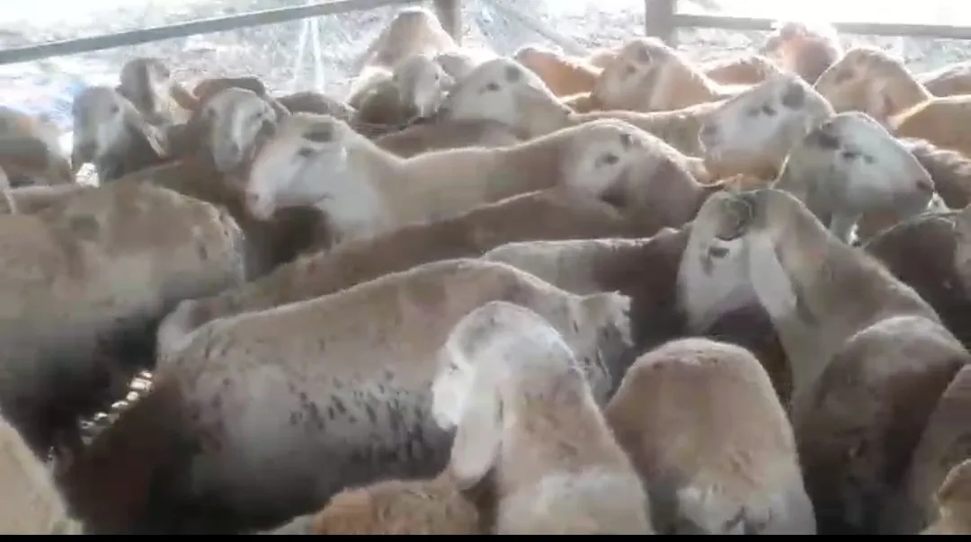 bakra image