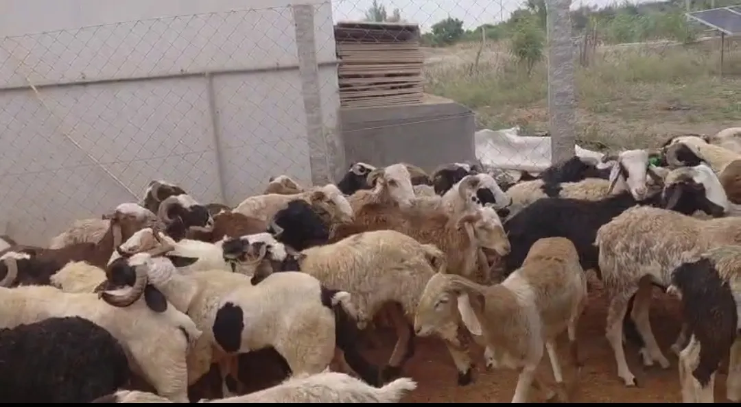 bakra image