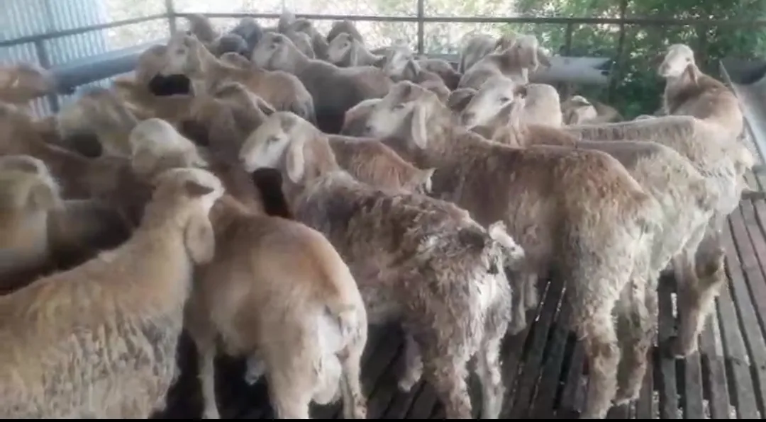 bakra image
