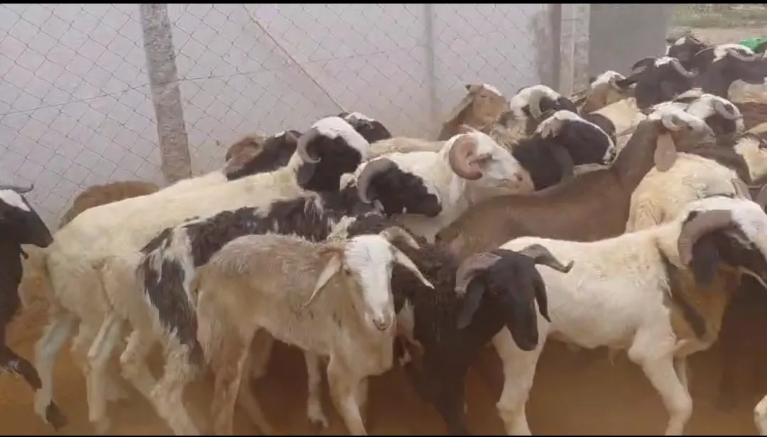 bakra image