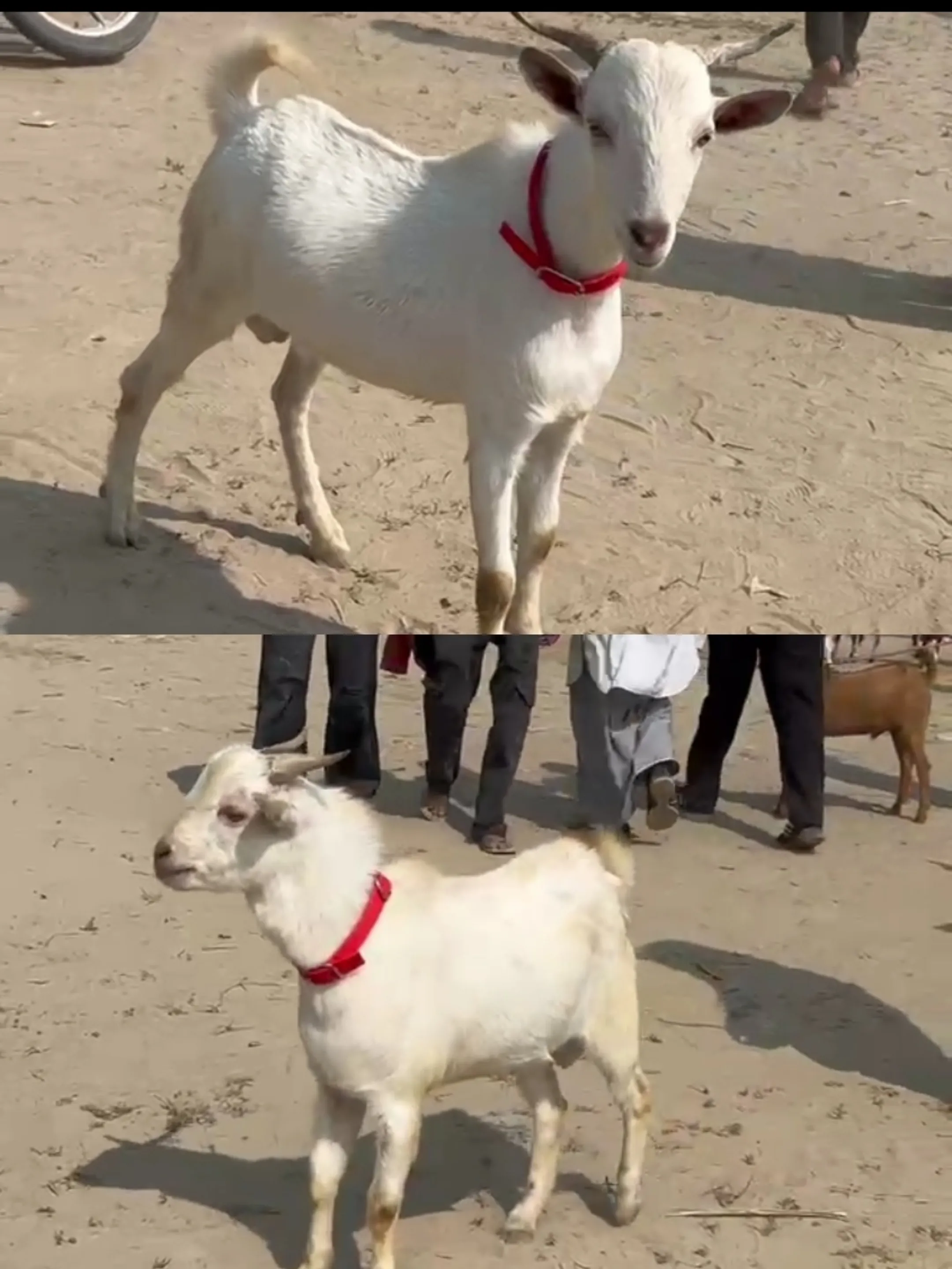 Adant jodi eid tak tayyar hoge