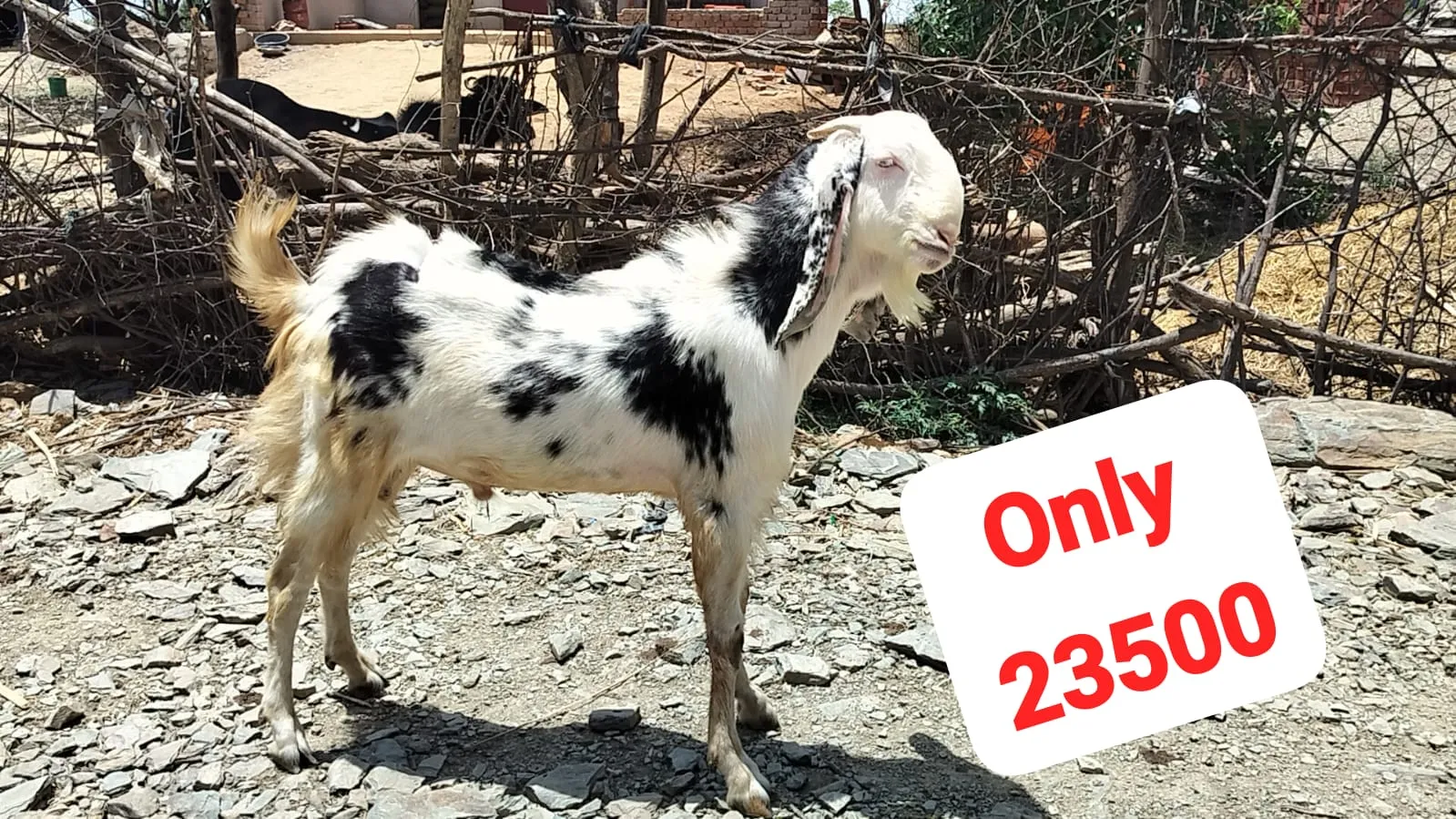 bakra image