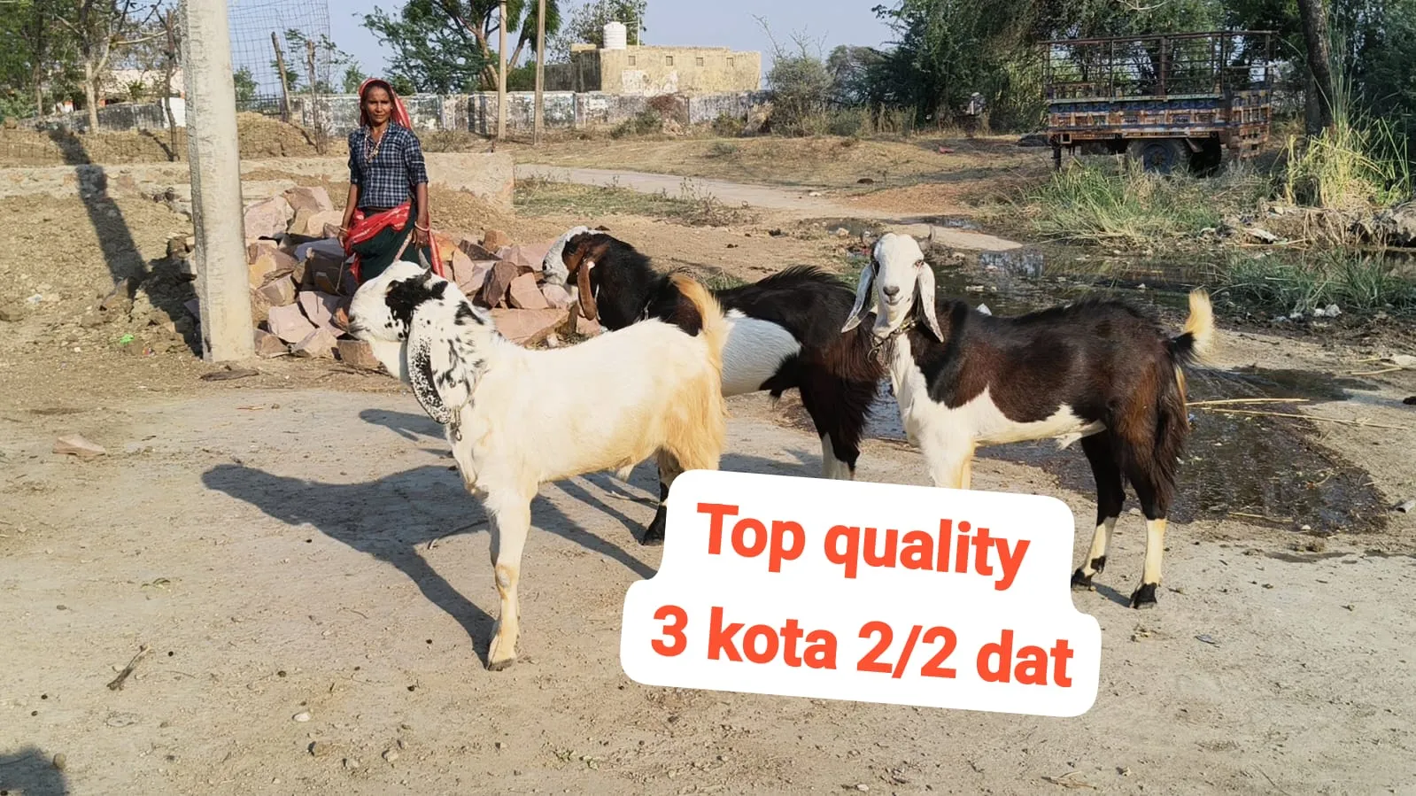 bakra image