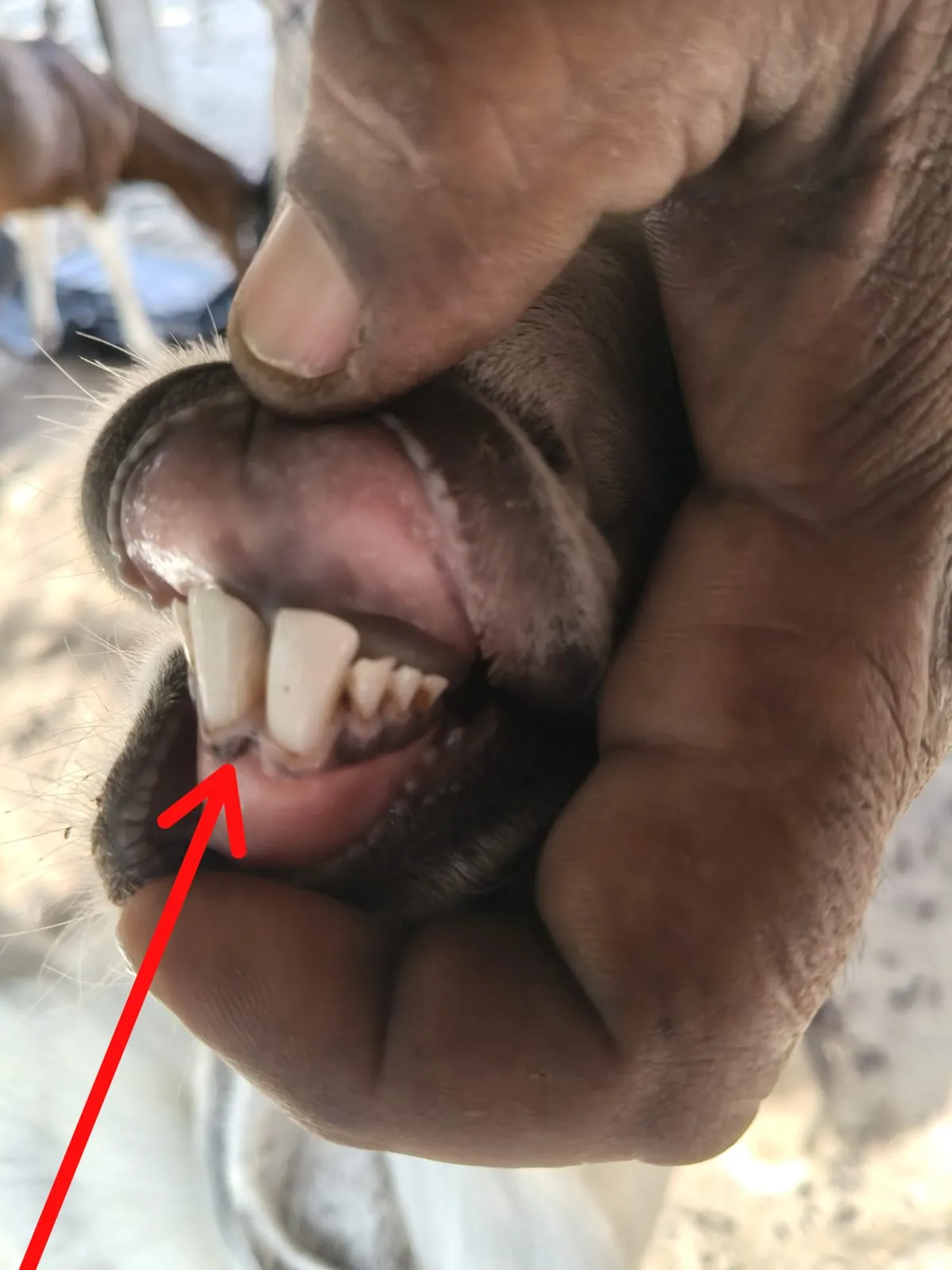 bakra image