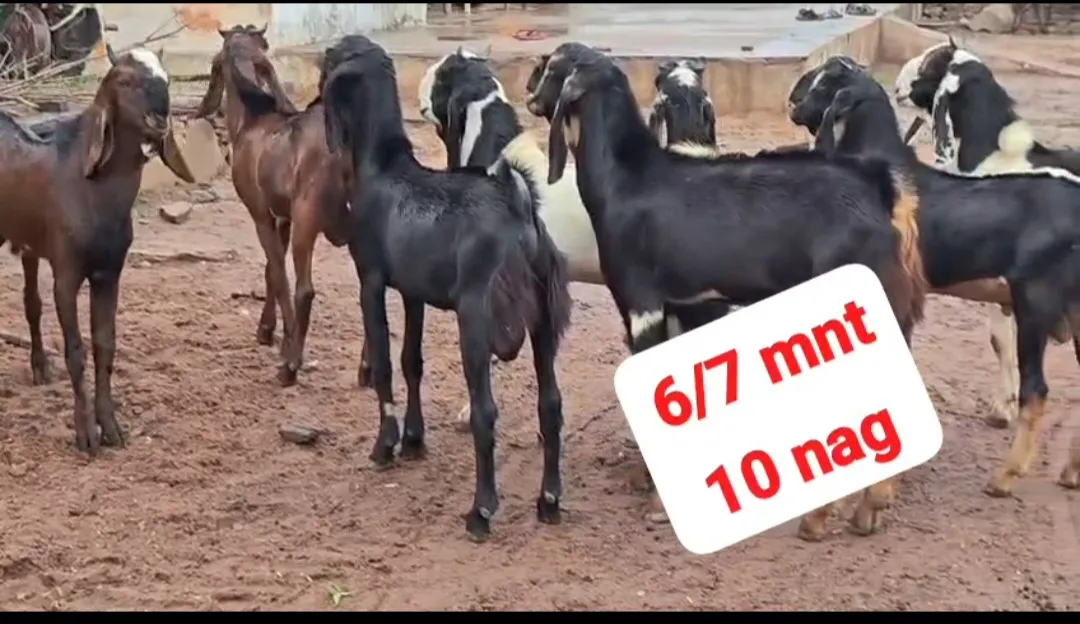 bakra image