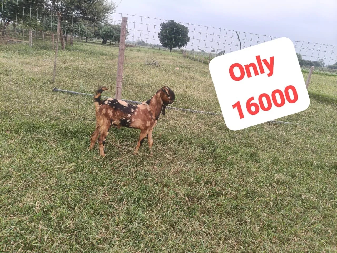 bakra image