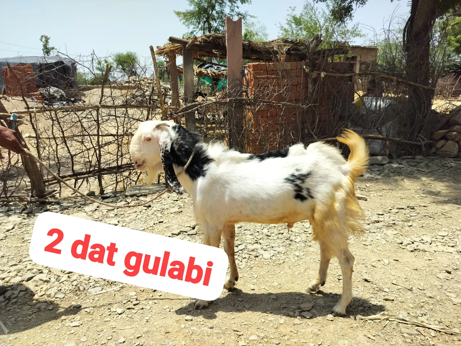 bakra image
