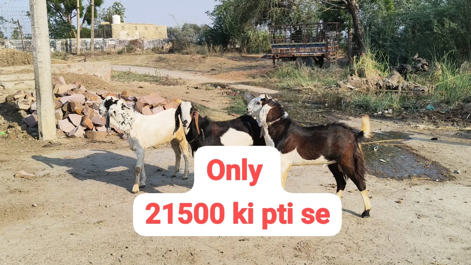bakra image