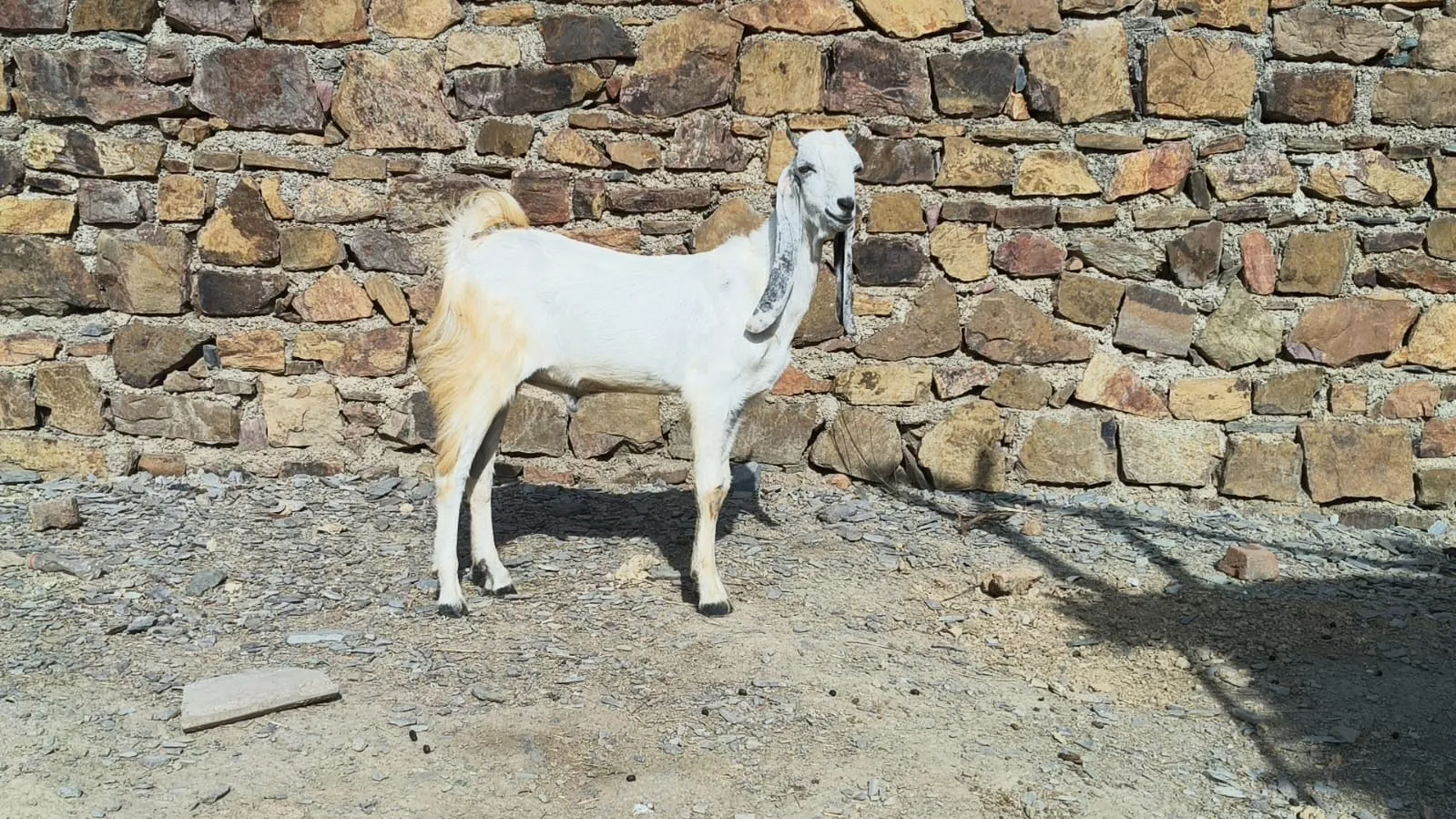 bakra image