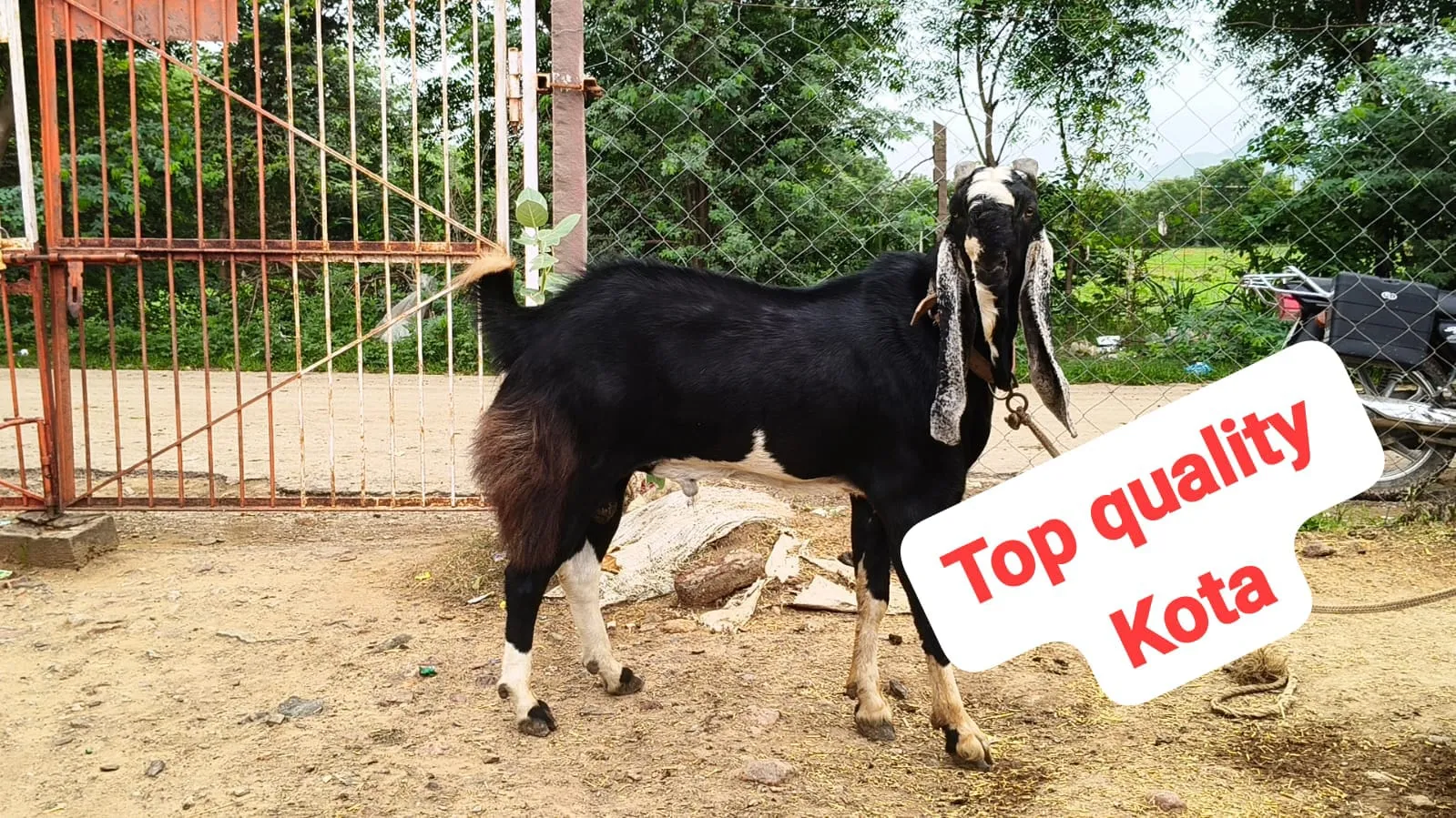 bakra image