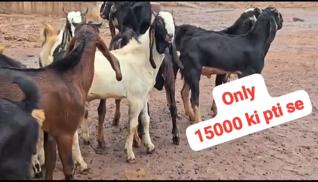 bakra image