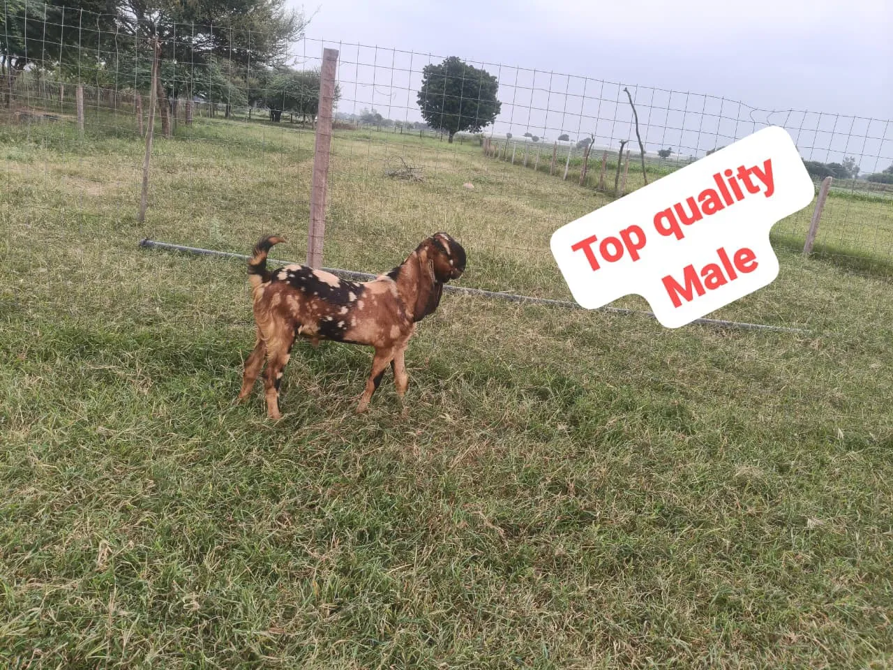 bakra image