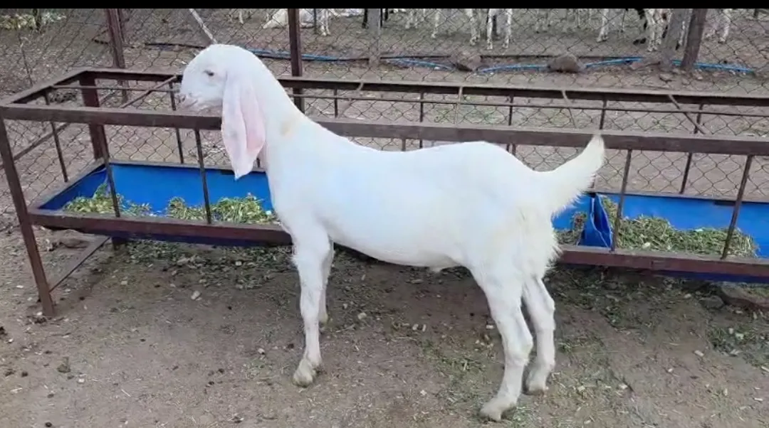 bakra image