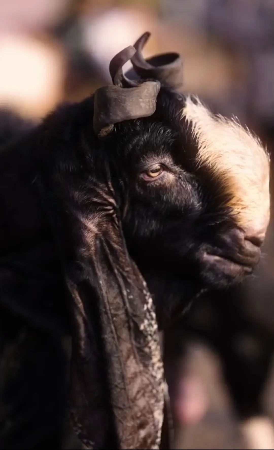 bakra image