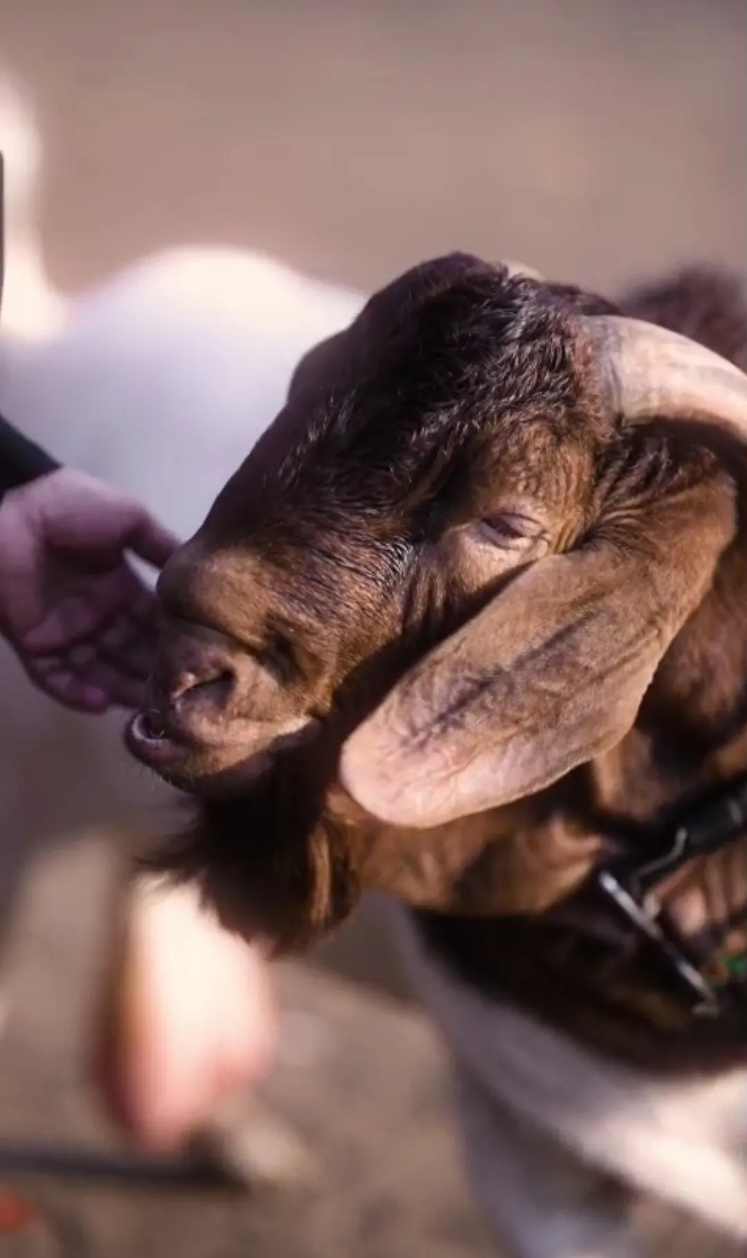 bakra image