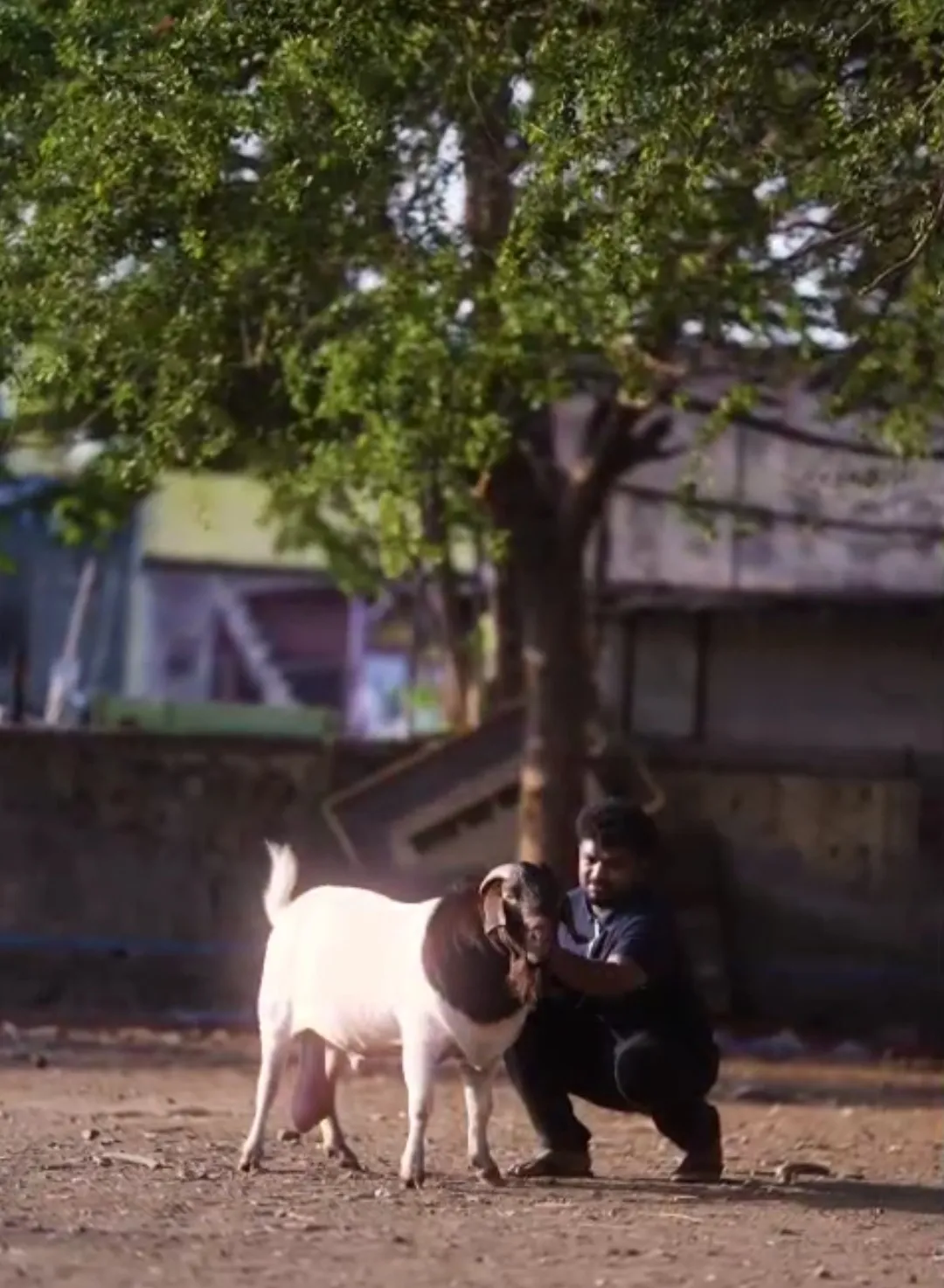 bakra image