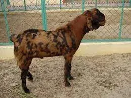 Premium Sirohi & Sojat Goat for Sale | Eid Special