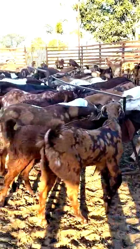 Sirohi / Sojat Bakra Qurbani ke liye Ready – Heavy & Healthy