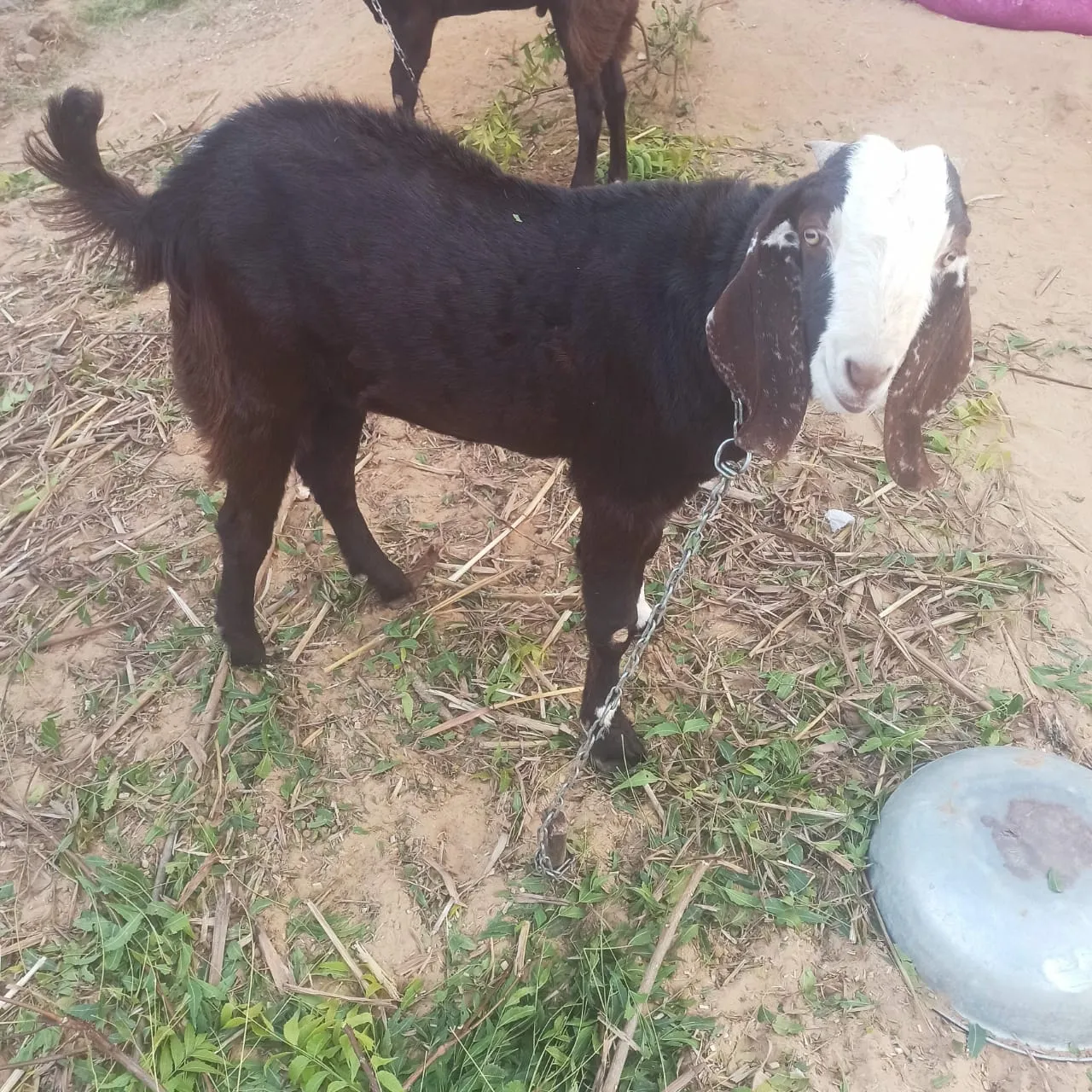 8 mahine ka desi bakra