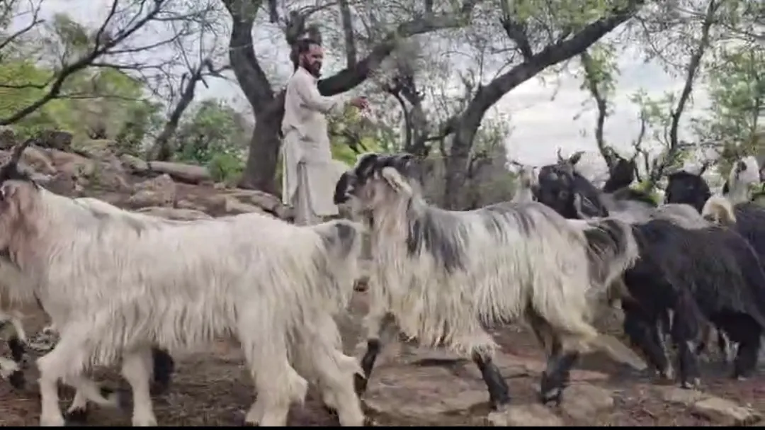 100 kashmiri bakre mil jayenge