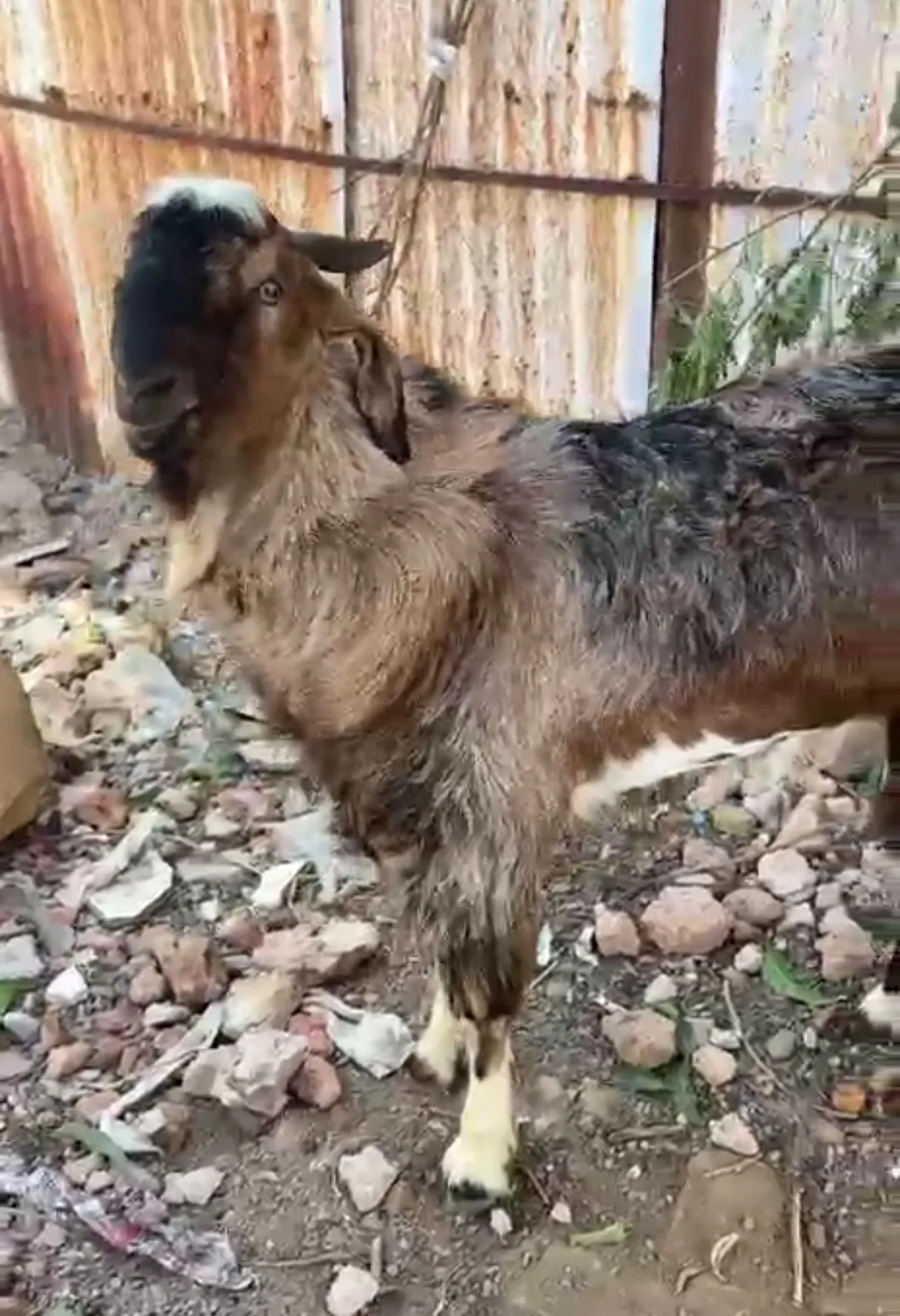bakra image