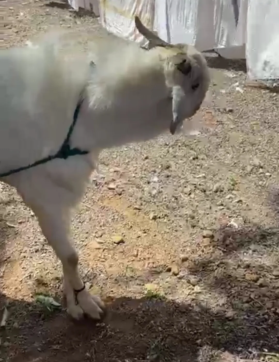 bakra image