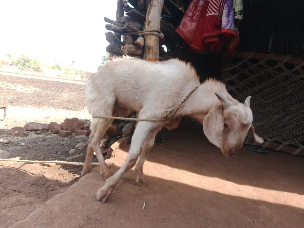 bakra image