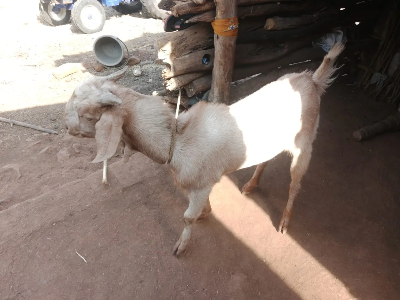 bakra image