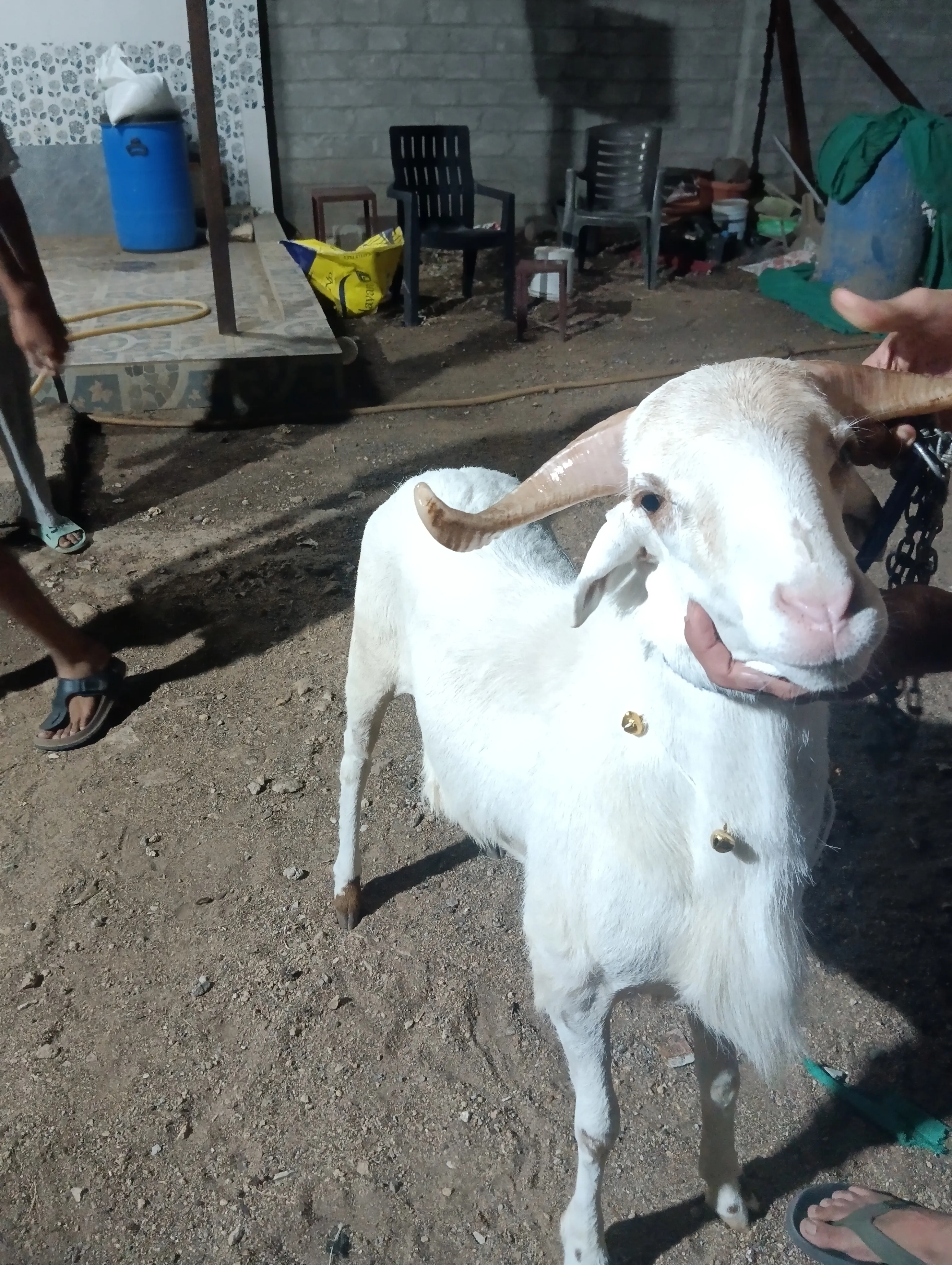 bakra image