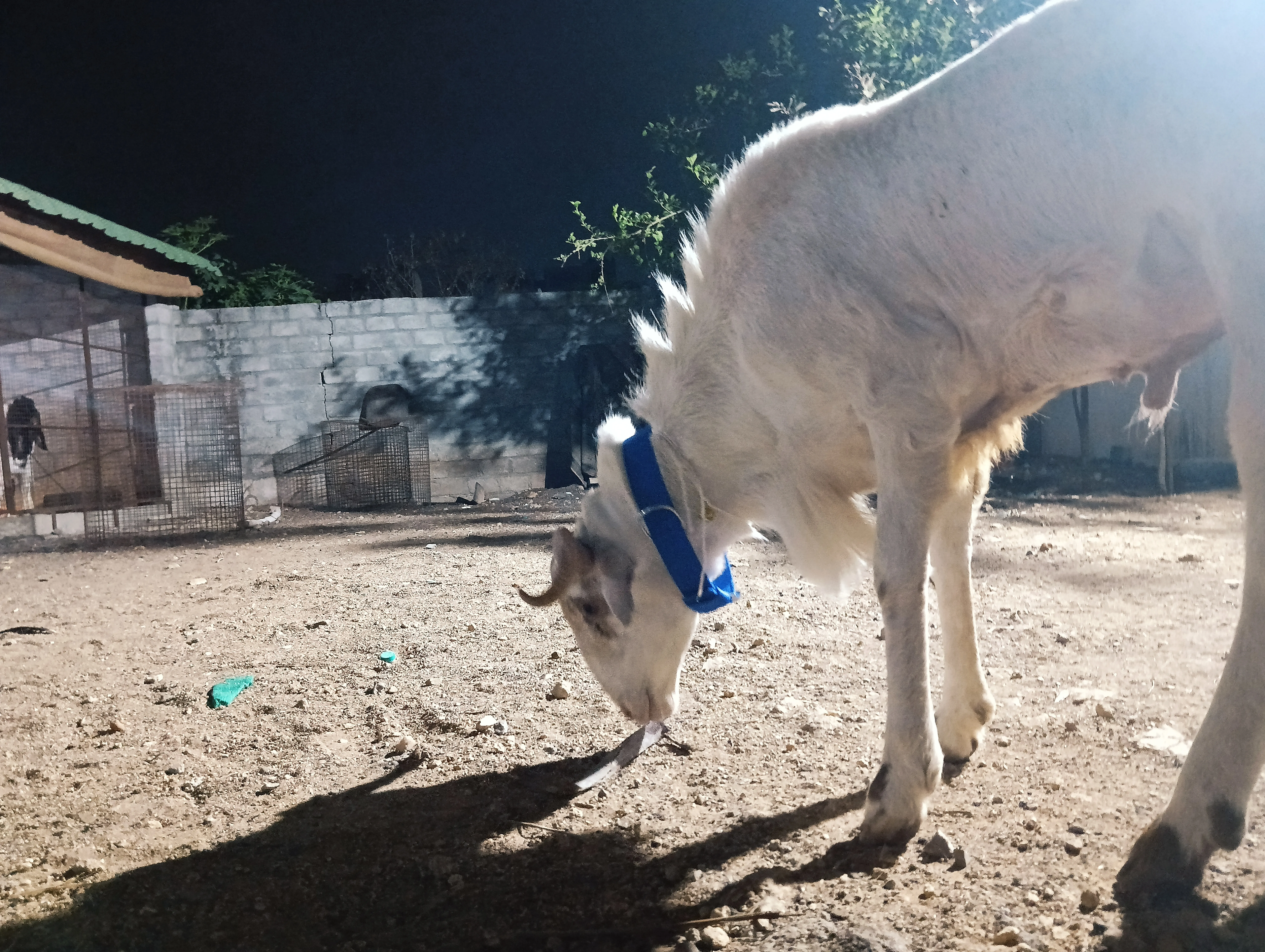 bakra image