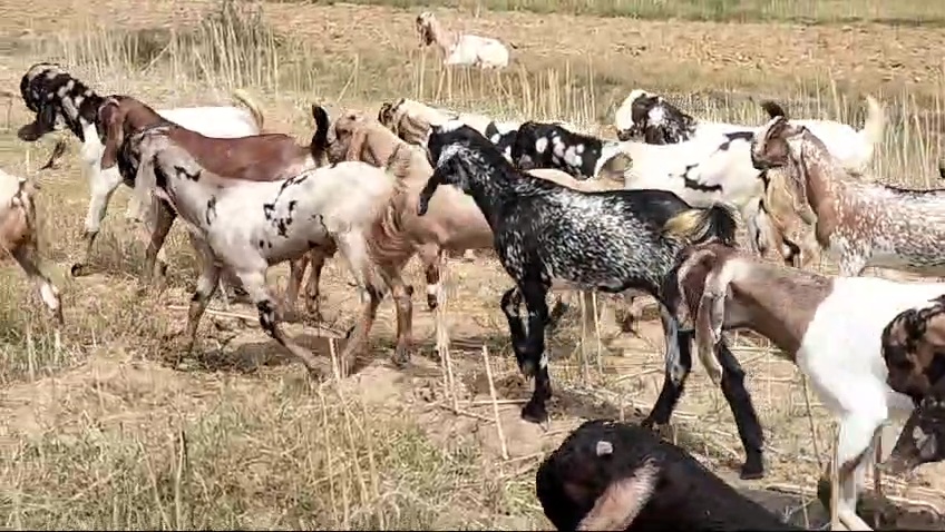 25000 ki patti 