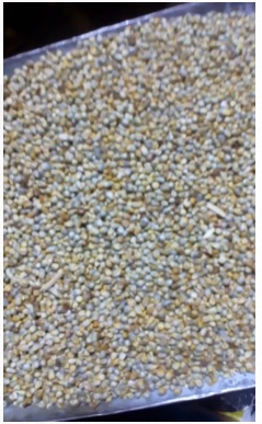 Bajra 